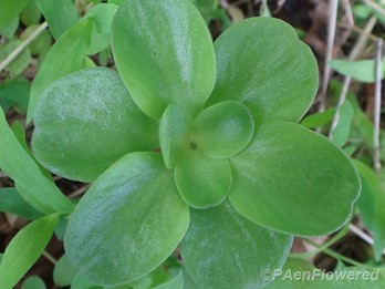 Leaf detail